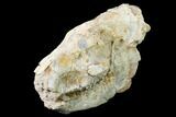Fossil Oreodont (Merycoidodon) Skull - Wyoming #169160-3